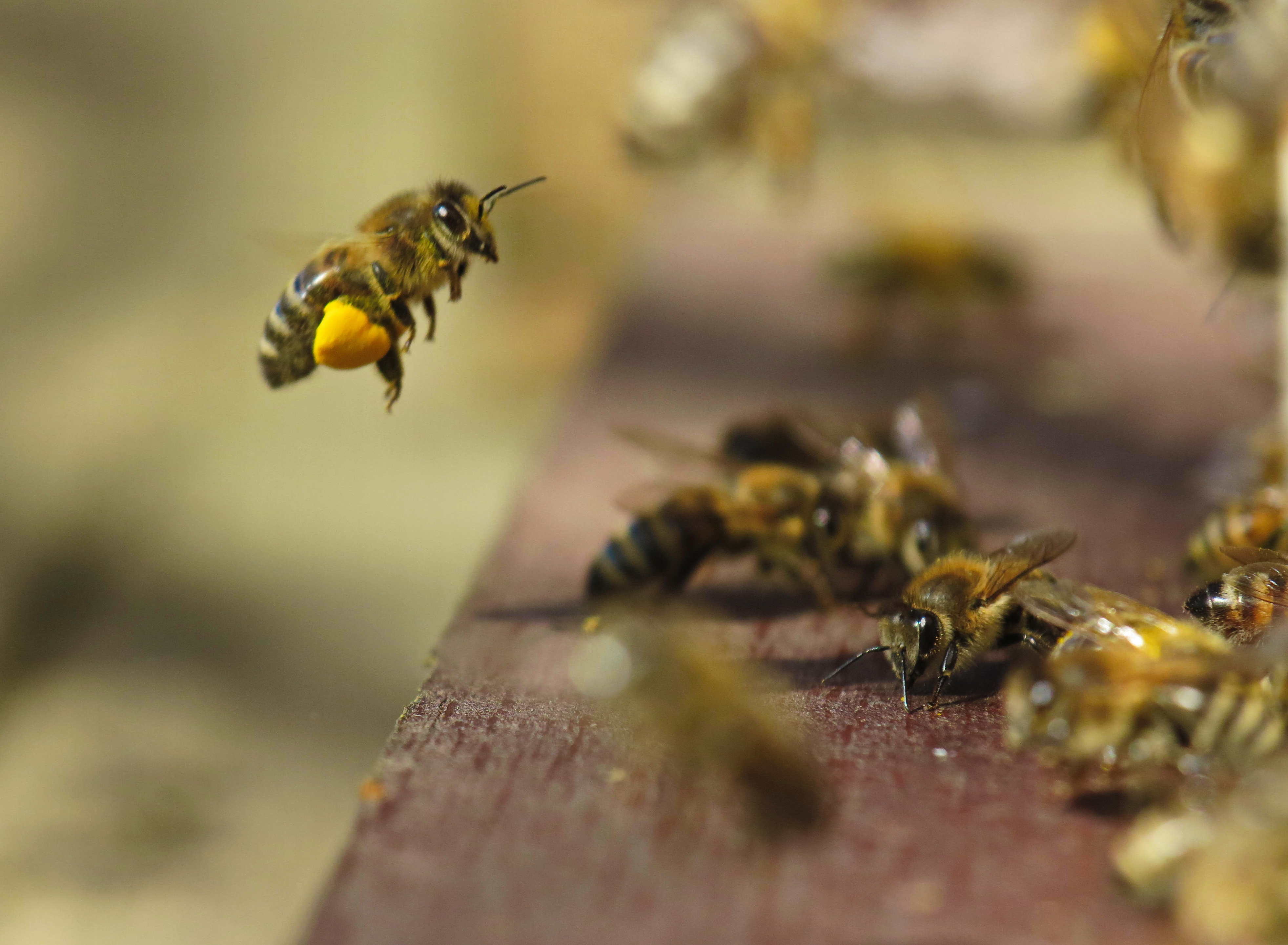 Miel de abejas 