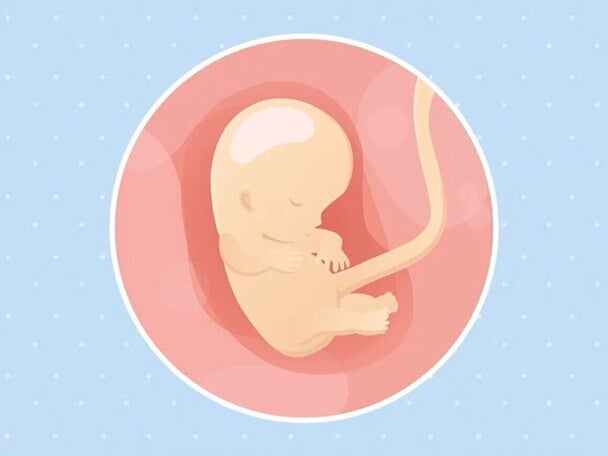 Imagen ilustrativa del desarrollo de un feto humano a las 10 semanas de embarazo.