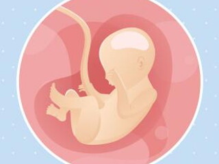 semana 22 embarazo