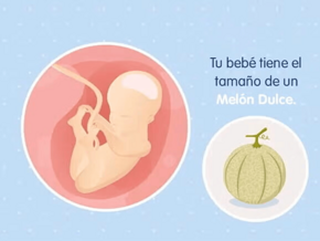 Imagen ilustrativa del desarrollo de un feto humano a las 25 semanas de embarazo.