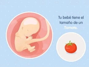 Imagen ilustrativa del desarrollo de un feto humano a las 11 semanas de embarazo.