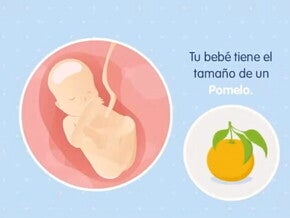 Imagen ilustrativa del desarrollo de un feto humano a las 19 semanas de embarazo.
