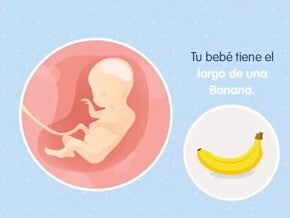 Imagen ilustrativa del desarrollo de un embrión feto a las 20 semanas de embarazo.