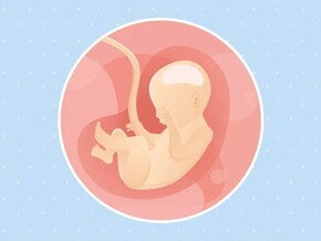 Imagen ilustrativa del desarrollo de un feto humano a las 22 semanas de embarazo.