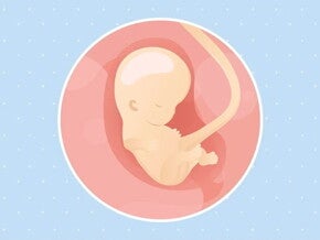 Imagen ilustrativa del desarrollo de un feto humano a las 9 semanas de embarazo.