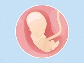 Imagen ilustrativa del desarrollo de un feto humano a las 13 semanas de embarazo.