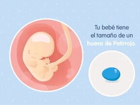 Imagen ilustrativa del desarrollo de un embrión humano a las 8 semanas de embarazo.
