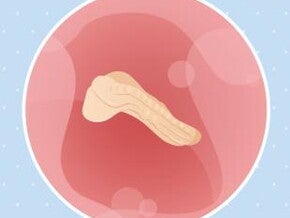 Imagen ilustrativa del desarrollo de un embrión humano a las 3 semanas de embarazo.