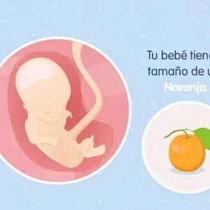 Imagen ilustrativa del desarrollo de un feto humano a las 14 semanas de embarazo.