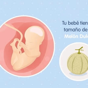 Imagen ilustrativa del desarrollo de un feto humano a las 25 semanas de embarazo.