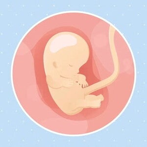 Imagen ilustrativa del desarrollo de un feto humano a las 10 semanas de embarazo.