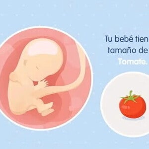 Imagen ilustrativa del desarrollo de un feto humano a las 11 semanas de embarazo.