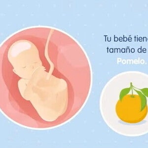 Imagen ilustrativa del desarrollo de un feto humano a las 19 semanas de embarazo.