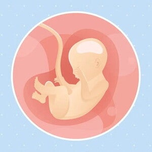 Imagen ilustrativa del desarrollo de un feto humano a las 22 semanas de embarazo.