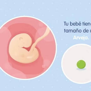 Imagen ilustrativa del desarrollo de un embrión humano a las 5 semanas de embarazo.