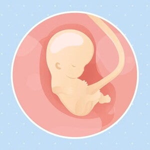 Imagen ilustrativa del desarrollo de un feto humano a las 9 semanas de embarazo.