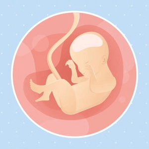 Imagen ilustrativa del desarrollo de un feto humano a las 24 semanas de embarazo.