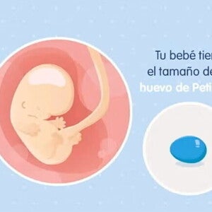 Imagen ilustrativa del desarrollo de un embrión humano a las 8 semanas de embarazo.