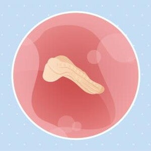 Imagen ilustrativa del desarrollo de un embrión humano a las 3 semanas de embarazo.