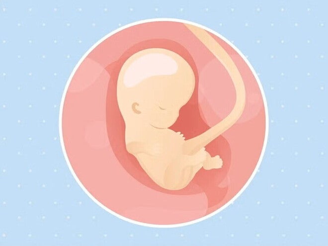 Imagen ilustrativa del desarrollo de un feto humano a las 9 semanas de embarazo.