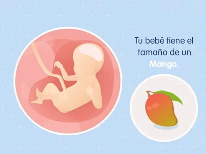 Imagen ilustrativa del desarrollo de un feto humano a las 23 semanas de embarazo.