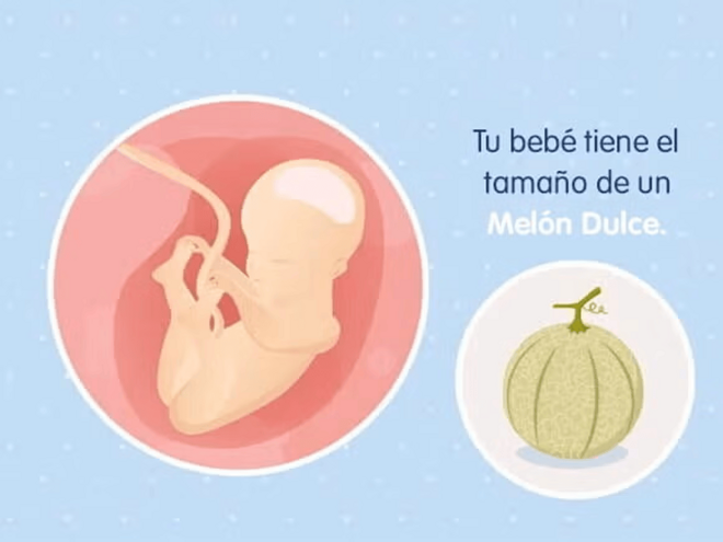 Imagen ilustrativa del desarrollo de un feto humano a las 25 semanas de embarazo.