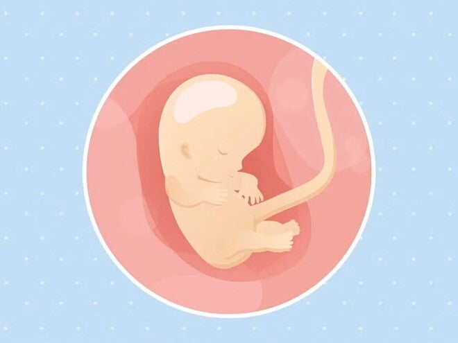 Imagen ilustrativa del desarrollo de un feto humano a las 10 semanas de embarazo.