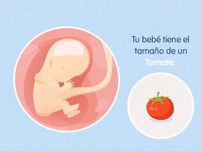 Imagen ilustrativa del desarrollo de un feto humano a las 11 semanas de embarazo.