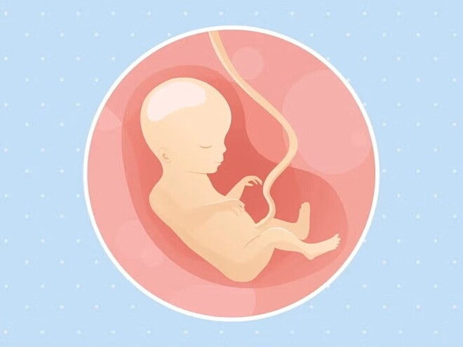 Imagen ilustrativa del desarrollo de un embrión humano a las 18 semanas de embarazo.