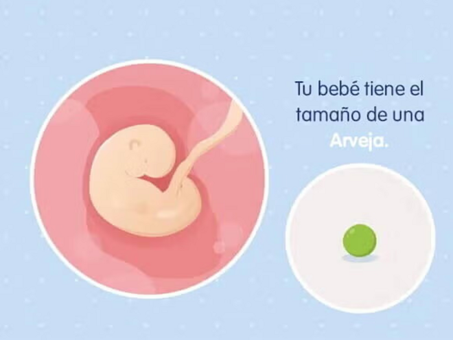 Imagen ilustrativa del desarrollo de un embrión humano a las 5 semanas de embarazo.