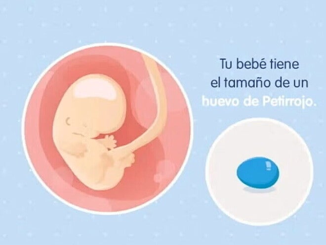 Imagen ilustrativa del desarrollo de un embrión humano a las 8 semanas de embarazo.